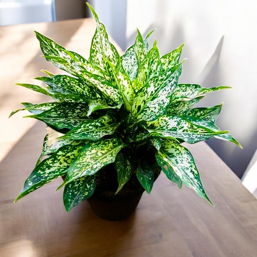 Aglaonema Snow White (Snowflake) Plant for Indoor